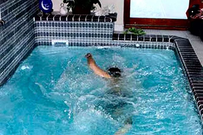 A swimmer swimming against the Badu Jet current